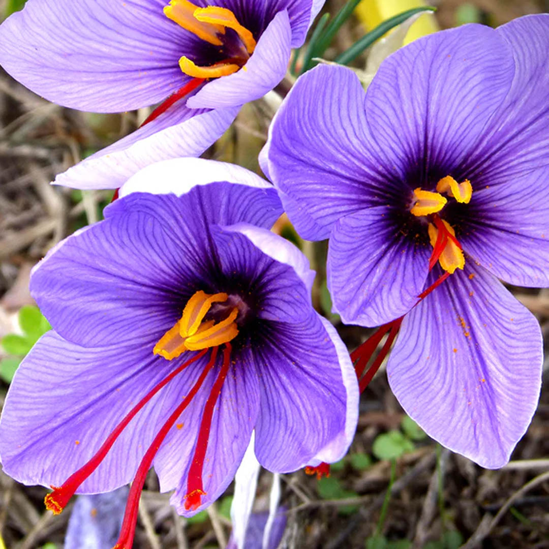 Saffron
